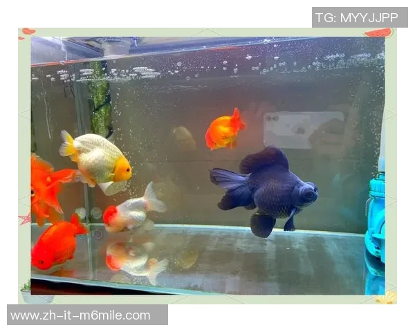 足球兰寿：探索足球文化与兰寿精神的完美结合之旅